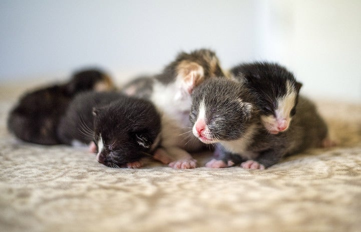 Litter of neonatal kittens whose eyes aren't open yet on a blanket