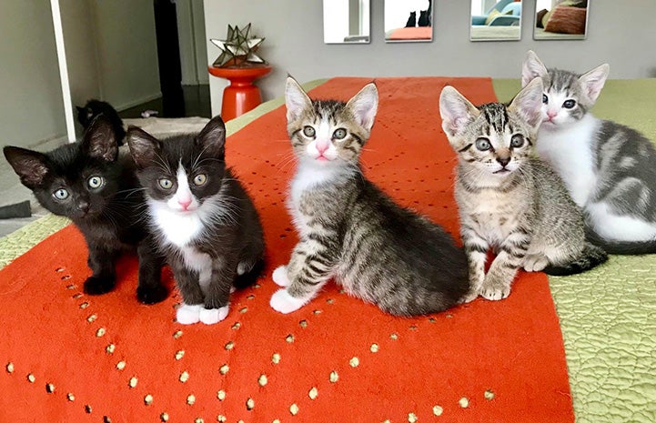 Five kittens in a row on a bedspread