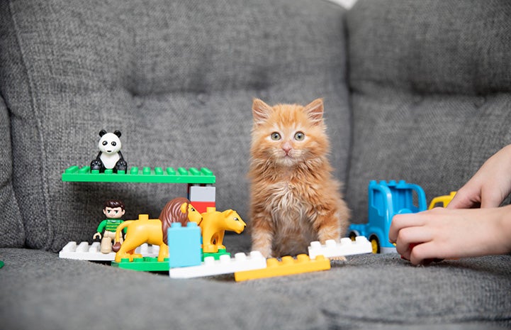 Orange kitten on a couch surrounded by toys with a person's hands to the side