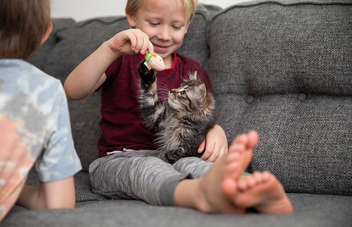 Child sitting on the couch with a tabby kitten in lap, holding a toy and the kitten is reaching up for it