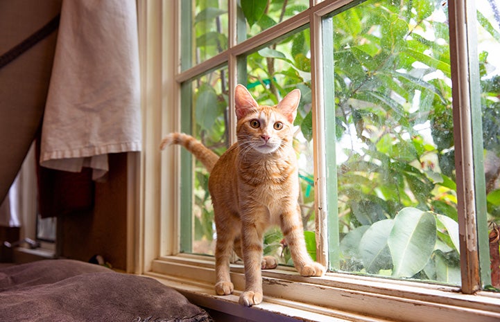 Orange tabby kitten standing on a windowsill