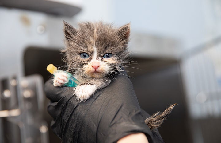 Persephone the kitten being held by a black gloved hand