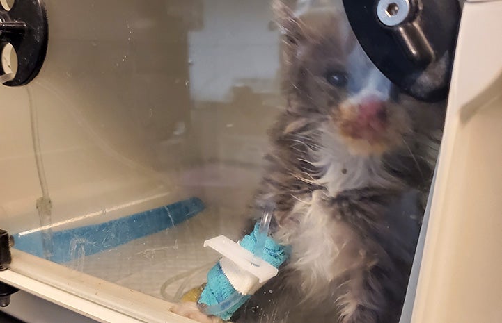 Persephone the kitten wanting to get out of the incubator