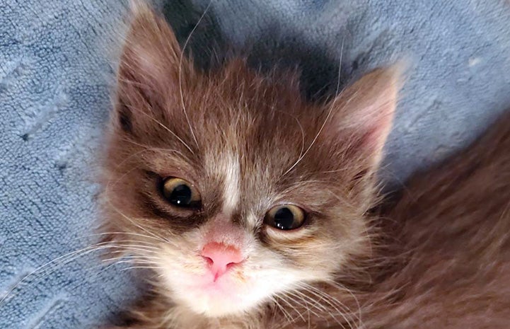 The face of Persephone the kitten lying on a blue blanket