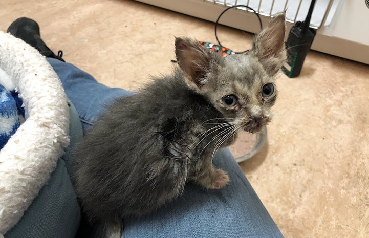 Sage the kitten with hair loss