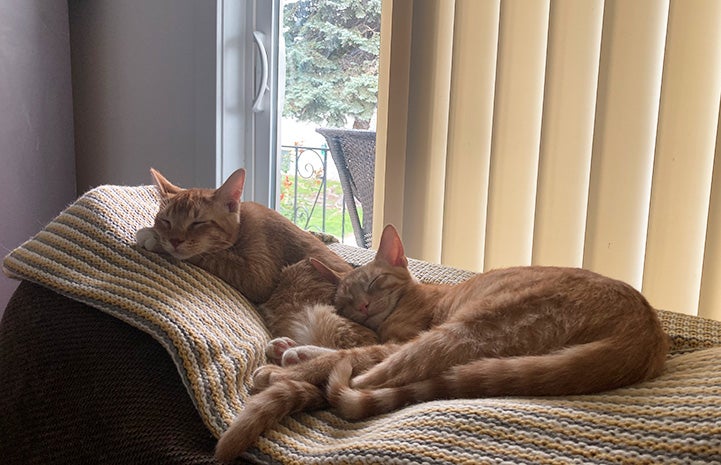 Two orange tabby kittens Sunny and Graham asleep together by a window