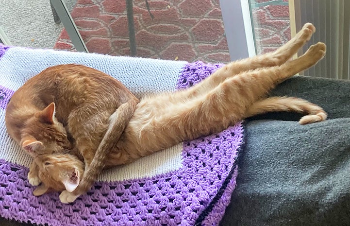 Sunny and Graham the kittens sleeping together by a window, with one of the kitten's back legs stretched out