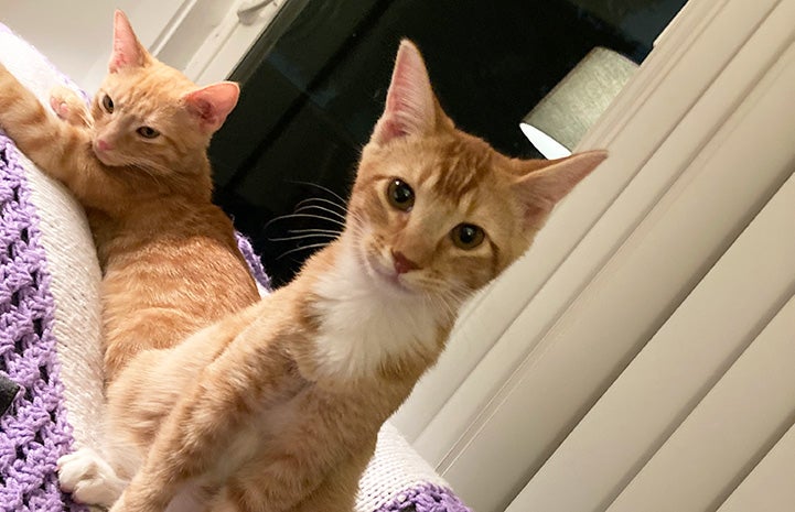 Sunny and Graham, the orange tabby kittens adopted together