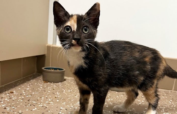 Tansy the calico kitten after her hair grew back