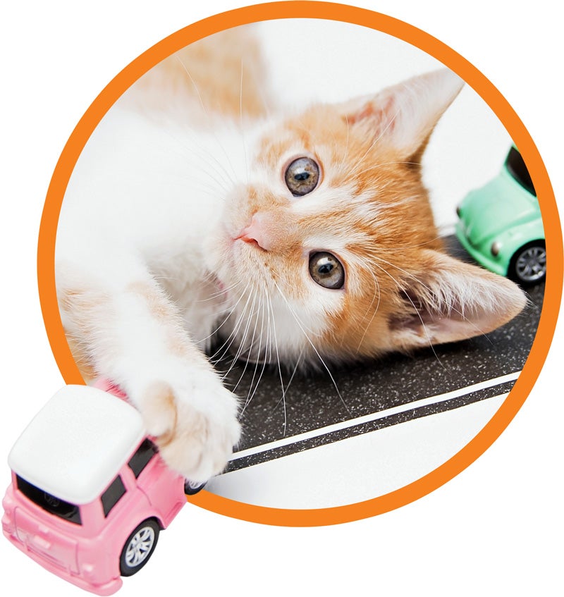 Orange and white cat playing with toy car