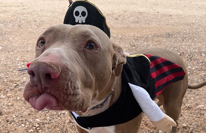 Lincoln the dog dressed as a pirate