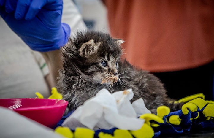 Kitten with food on his mouth from being fed at Best Friends in Los Angeles