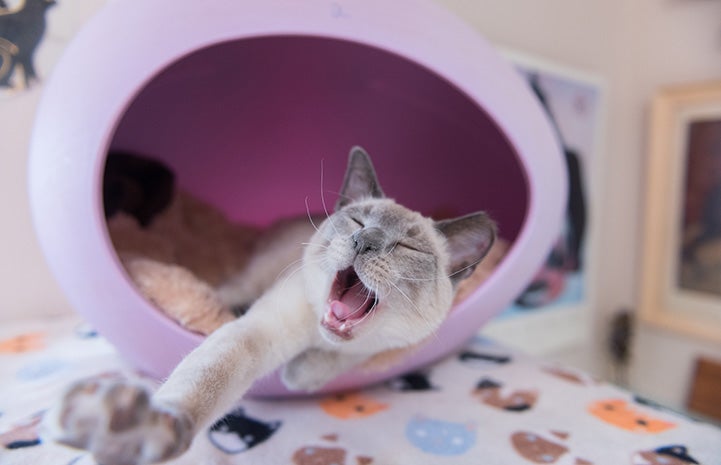 Cat in an egg-shaped bed and yawning with front paw outstretched