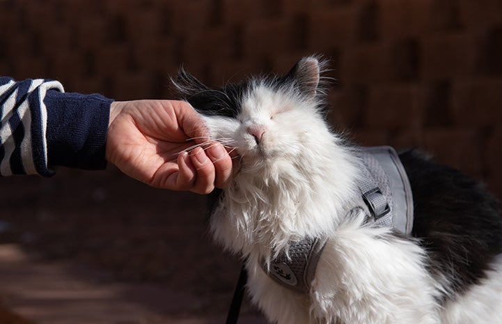 Person petting Bryce the cat who looks to be in bliss