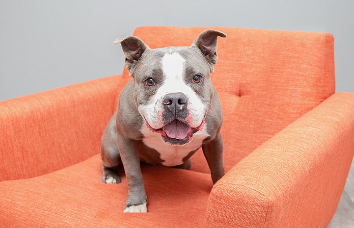 Happy dog on orange chare looking straight at the camera