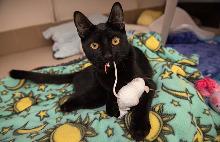 Black cat holding a toy mouse in his mouth