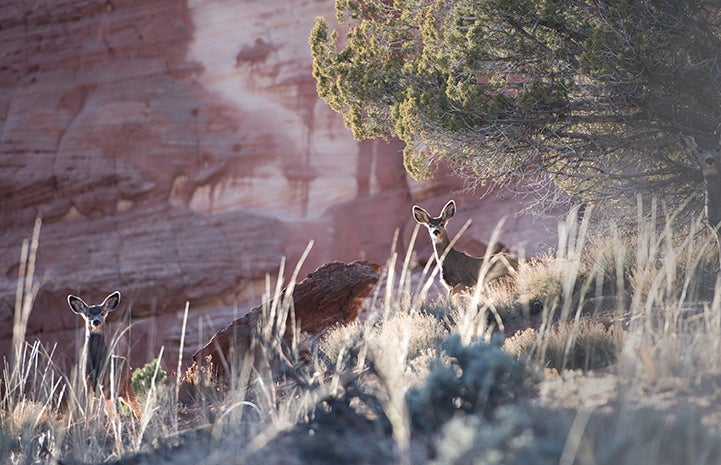 Mule deer in Angel Canyon, in front of a red rock cliff
