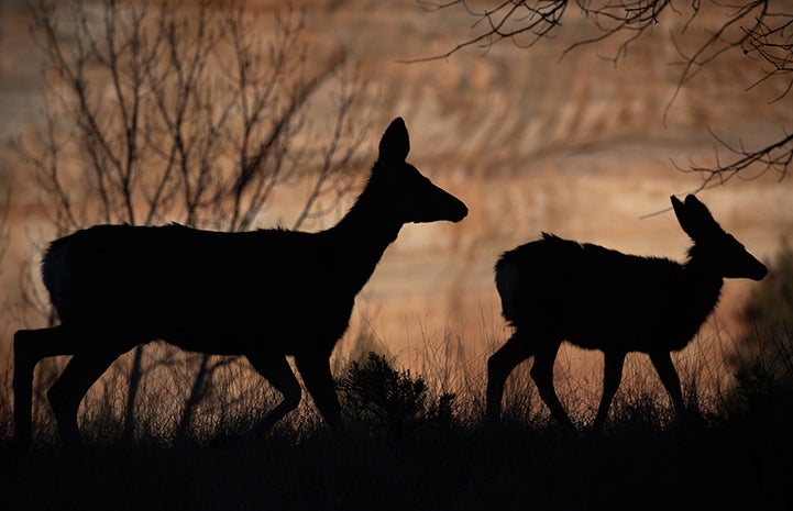 Silhouette of two mule deer