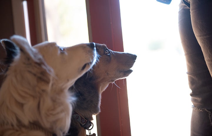 Two dogs looking up lovingly at a person at a doorway