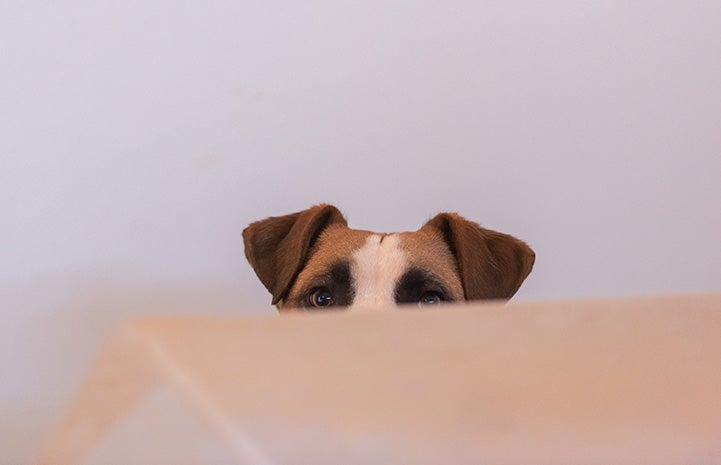 Dog peeking over something so only the top of head can be seen