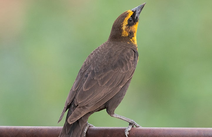 Yellow-headed blackbird looking up