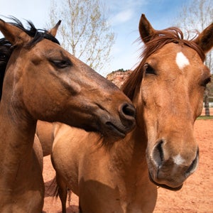 Two horses playing outside at Best Friends Animal Sanctuary