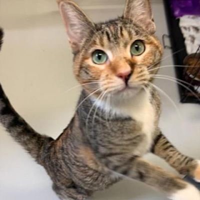 Adopt Meowtallica the cat available for adoption from Houston