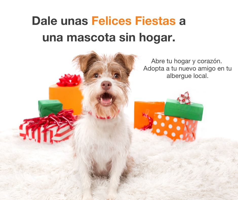 Dog with presents with text in Spanish, 'Dale unas Felices Fiestas a una mascota sin hogar'