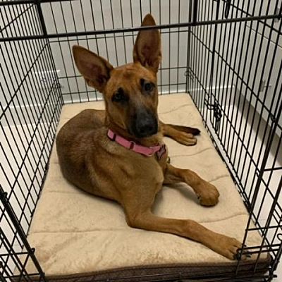 Adopt Mila the dog available for adoption from Houston