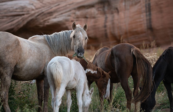Mares and foals together in a grass pasture with red cliffs in background