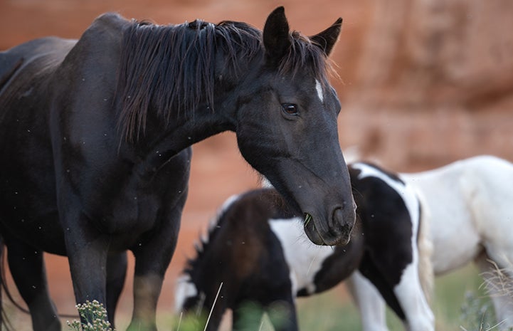 Black mare with white forehead with other horses in the background