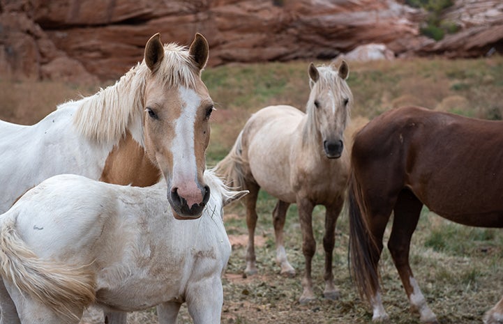 Small herd of mares and foals at Best Friends