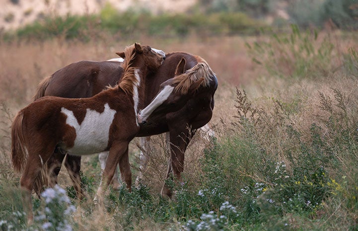 Pinto foal with head on back of mother mare horse