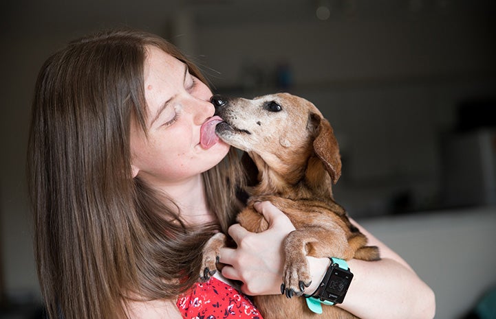 Senior dachshund kissing the face of a smiling woman