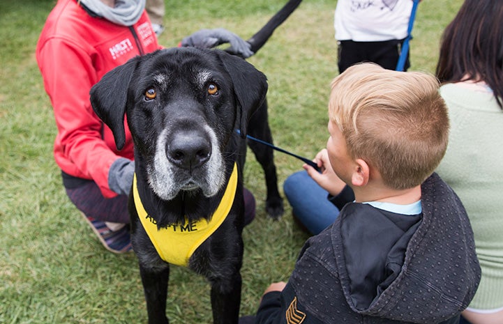 Senior dog with adopt vest surrounded by some kids