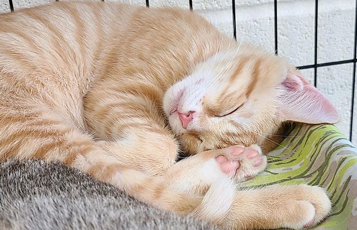 Orange tabby cat sleeping in a kennel