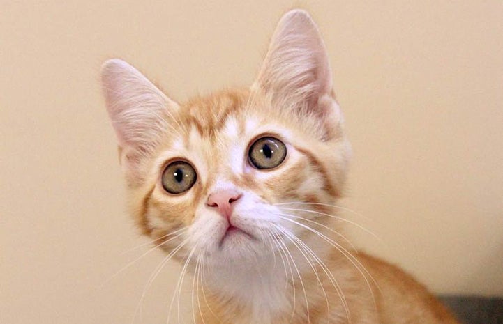 Face of an orange tabby cat