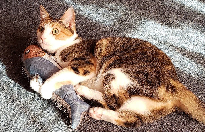 Calico cat lying down on carpet hugging a toy