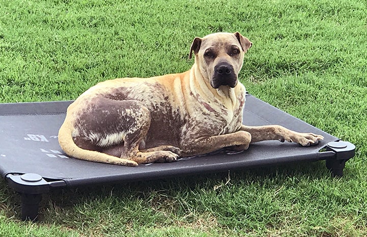 Willow the dog lying on a bed outside, where you can see her hair loss