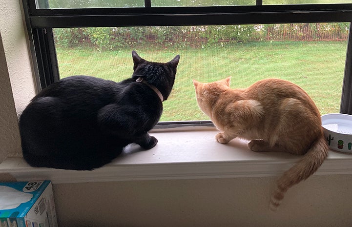 Chloe and Ginny the cats looking out a window