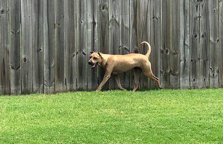 Willow the dog running beside a wooden fence