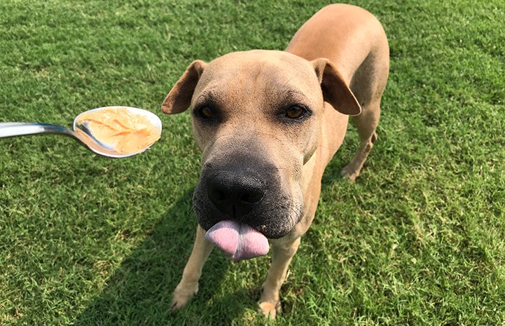 Willow the dog licking her lips from eating peanut button from a spoon