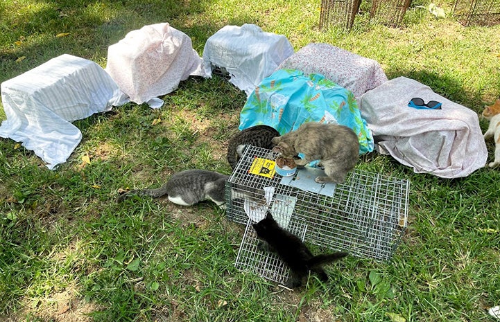 Group of kittens standing on and around some live traps