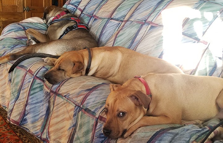 All three dogs lying on the couch together