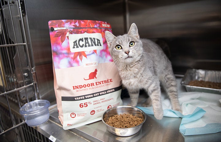 Cat in a kennel with a bag and bowl full of of Acana cat food