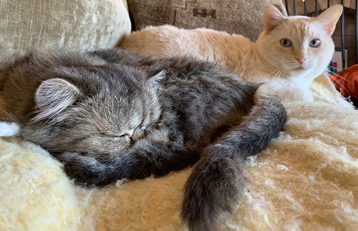 Maisie sleeping on a bed next to another cat