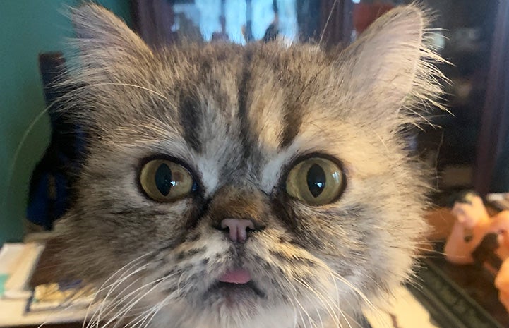 Close-up of Maisie the cat's face