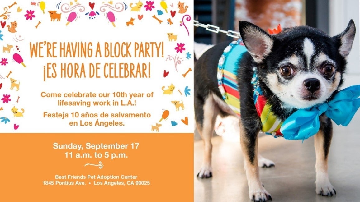 Small dog wearing a multicolored outfit with text about the block party at Best Friends in Los Angeles on September 17 in English and Spanish