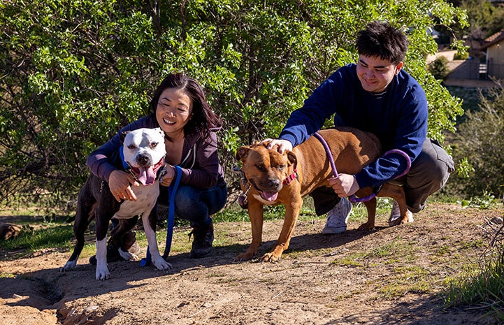 Nanami out on a walk with another person and Orion and Zeke the dogs