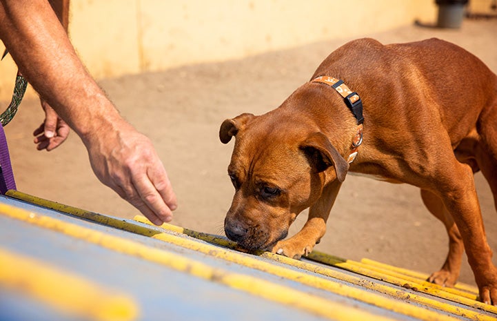 Orion the dog sniffing a ramp during agility